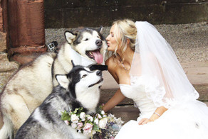 Пара сделала двух маламутов свидетелями на свадьбе, и они справились лучше всех