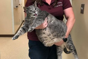 Кот-тяжеловес по кличке Мистер Красавчик нашел дом благодаря соцсетям