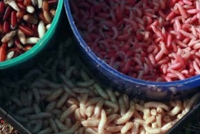 Выращивание опарыша