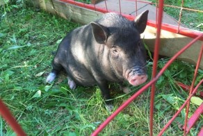 Розовый пятачок за бортом! Московские спасатели выловили из химкинского водохранилища… мини-пига!