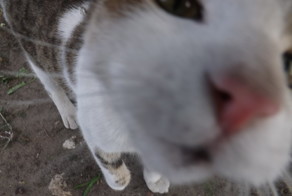 Просто уличные коты, кошки и котята