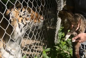 Реакция кота на тигров в зоопарке