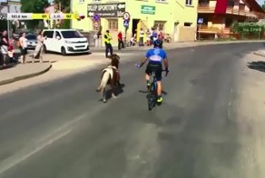 Пони присоединился к велосипедной гонке