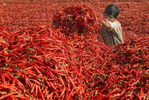 Острота перцев по школе СКОВИЛЛА