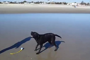 Этой собаке нельзя лаять, после купания