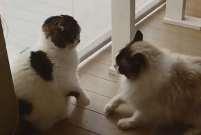 Драка вежливых котов