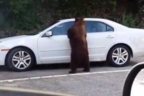Любопытный медведь открыл дверь машины