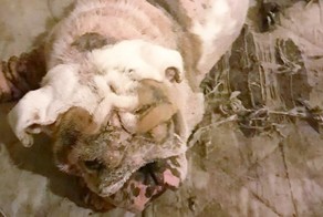 Ветеринары не смогли сдержать слез, когда увидели этого бульдога