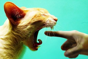 Нелепые и смешные вещи, которые делают все кошачьи владельцы