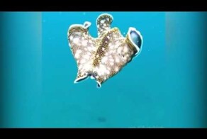 Микс залипающих роликов