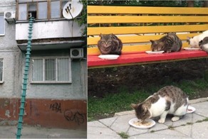 Как вы считаете, это настоящая забота о кошках или вред им?