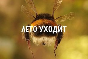 Очередная порция картинок с подписями