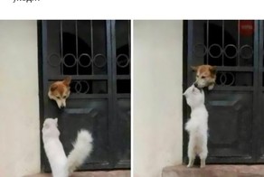 Прикольные животные, которые поднимут вам настроение