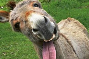 В Марокко 15 подростков изнасиловали осла и подхватили бешенство