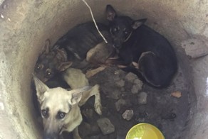 В севастополе спасли трех истощенных собак, которых кто-то бросил в колодец