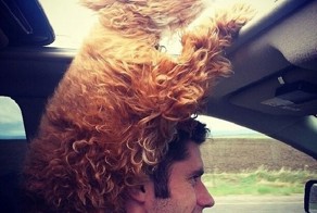 30 причин завести собаку