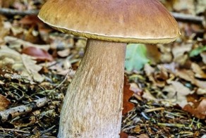 Начался грибной сезон!!! Небольшая памятка любителям "тихой охоты"