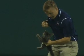  Злой котёнок стал звездой бейсбольного матча