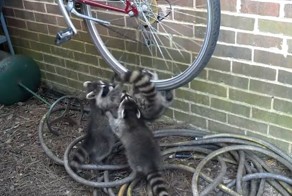  Три озорных енота подрались из-за колеса велосипеда