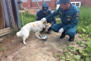 Мчс-совцы приехали в пустой дом — покормить собаку, которую когда-то спасли