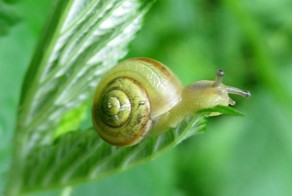 Кустарниковая улитка, удивительное рядом