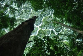 Кстати, деревья тоже порой умнее людей