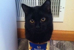 Коты, которые обожают маленькие пространства