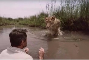 На мужчину из кустов прыгнула огромная львица... чтобы обнять и облизнуть!