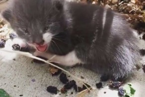 Потерянный котёнок жалобно мяукал на заднем дворе