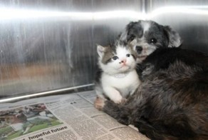 Собака рисковала жизнью, чтобы спасти крошечного котенка. а потом выкормила его, как щенка