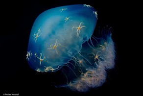 Дикая природа в кадрах