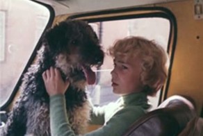 Папа, хочу собаку