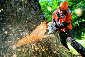 Каждый житель России имеет право на лес