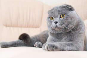 Ломаем голову больше недели, мог ли кот продумать такой изощренный план или это получилось случайно