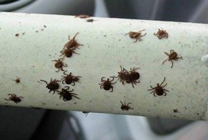 Об этих способах применения чистящего ролика вы даже не догадывались!