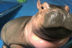 Фиона, гиппопотам, играющий в воде, наполнит ваш день позитивом