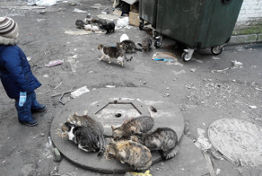 История нашего семейного кошачьего приюта для бездомных животных