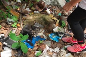 Куча мусора на одном из пляжей стала домом для трех крох