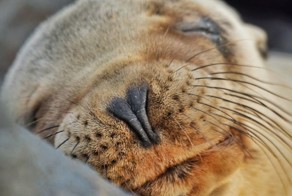 Очаровательные детеныши морских львов