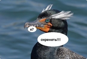 Албин: баклан клювом разрушает цельность светоотражающей плёнки арены «Зенита»
