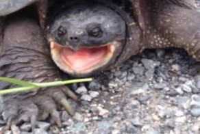 Почему не стоит дразнить кусающихся черепах 