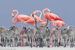 Объявлен победитель фотоконкурса Bird Photographer Of The Year