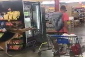  Пёс, которого не хватает каждой хозяйке 