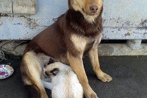 В Липецке собака вскармливает кошачью семью