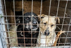 Кошки и собаки ждут своих хозяев