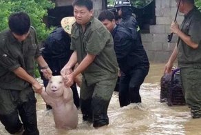 Счастливая свинья, спасенная от наводнения, стала новой звездой битвы фотошоперов
