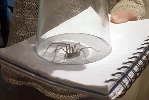 Плохая погода спровоцировала нашествие больших пауков в домохозяйства Великобритании