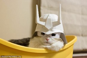 Коты в шляпках - смешнее не бывает!