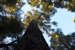 Деревья-самоцветы: как поленья становятся кристаллами