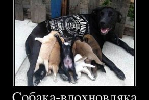 Свежая подборка демотиваторов, которые поднимут вам настроение